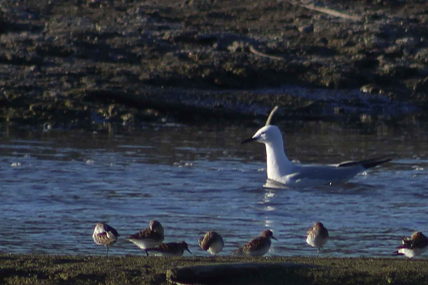 Slender-billed Gull